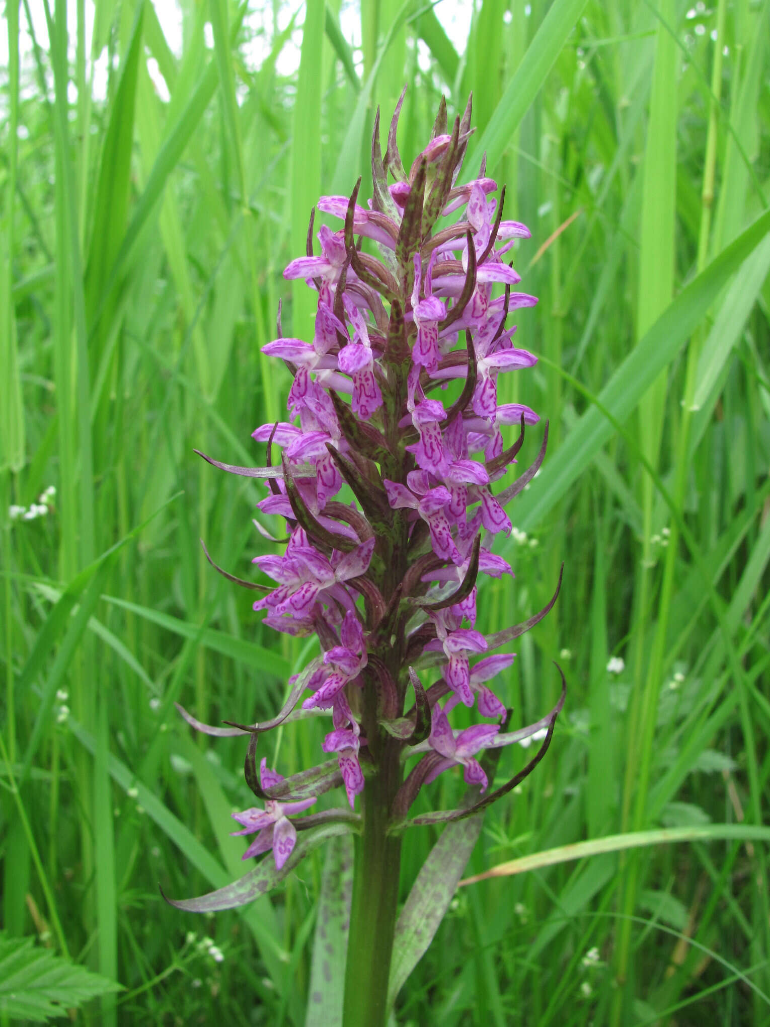 Image de Orchis rouge sang