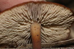 Image of Lentinellus tasmanicus R. H. Petersen 2004