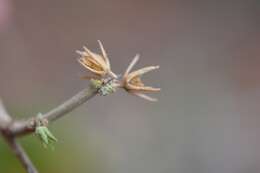 Robinsonella pilosissima Fryxell resmi