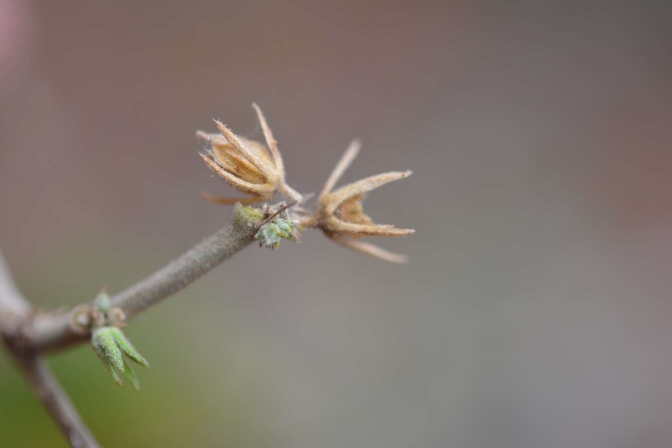 Robinsonella pilosissima Fryxell resmi