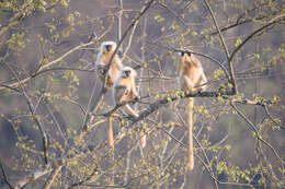 Image of Gee's Golden Langur