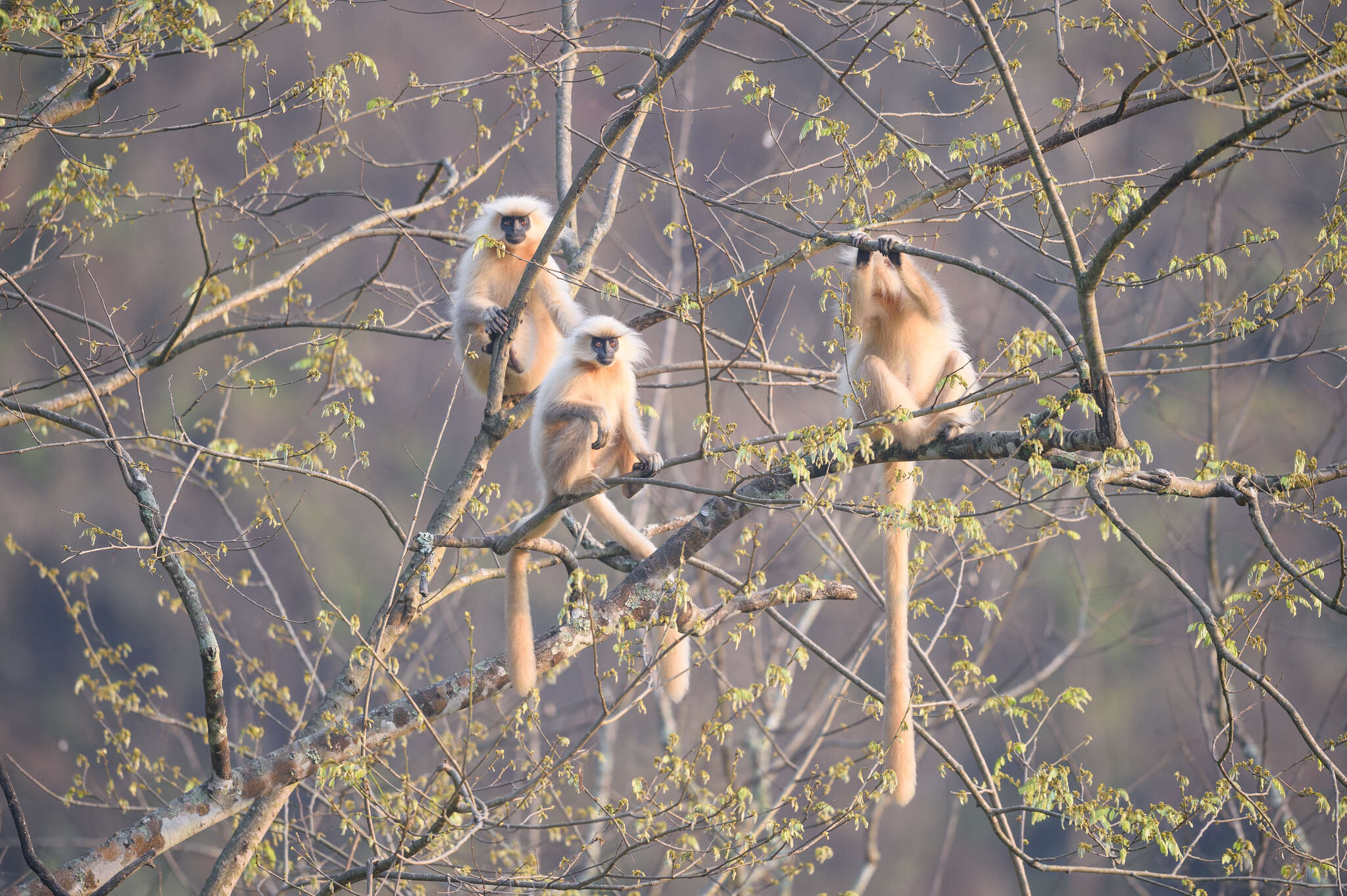 Image of Gee's Golden Langur