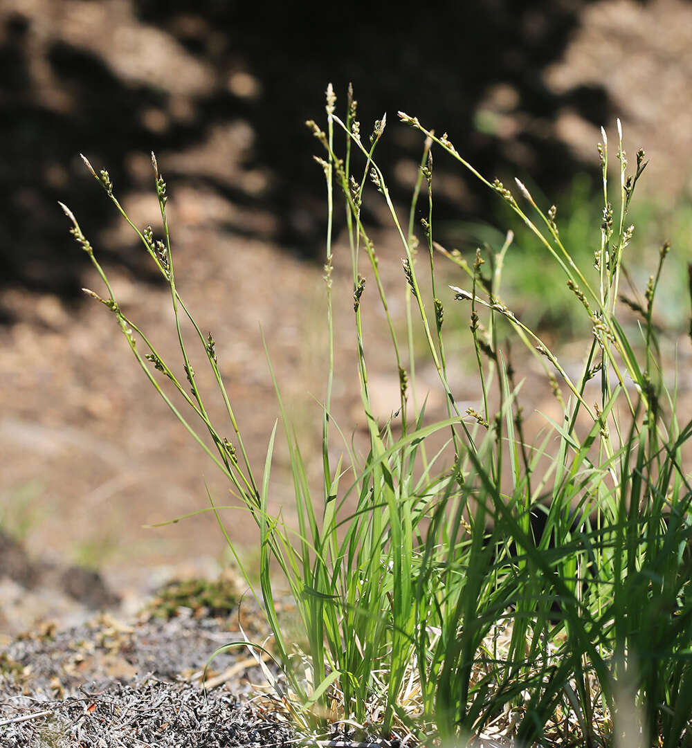 Image of Carex lanceolata var. lanceolata