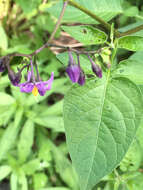 Imagem de Solanum dulcamara var. dulcamara