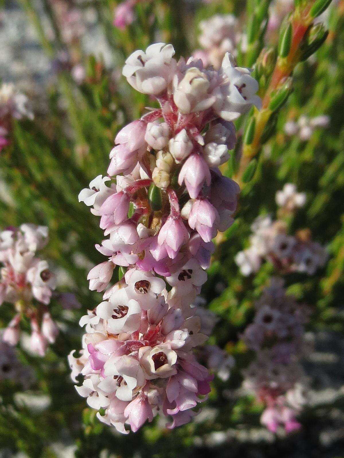 Image of Erica articularis var. articularis