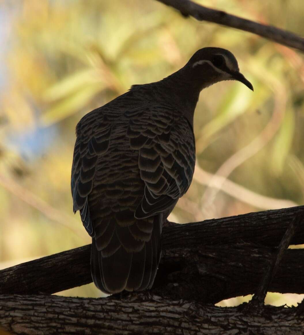 Image of Common Bronzewing