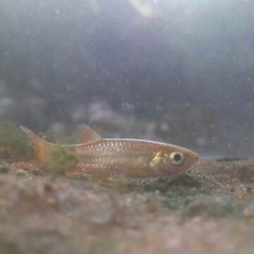 صورة Rasbora microcephalus (Jerdon 1849)