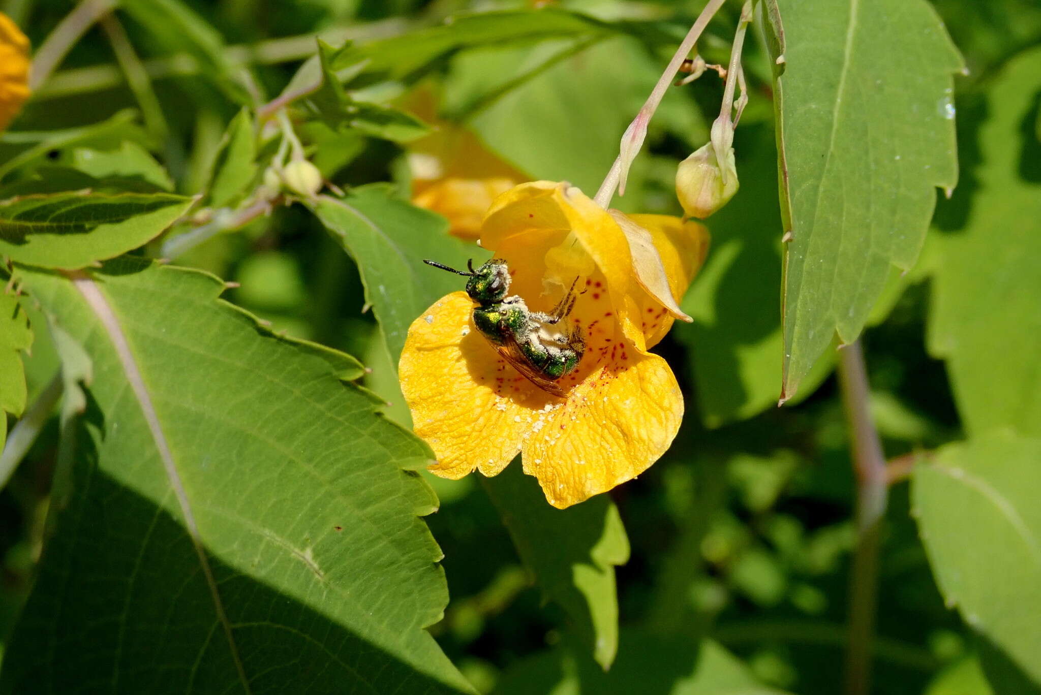 صورة Augochlorella aurata (Smith 1853)