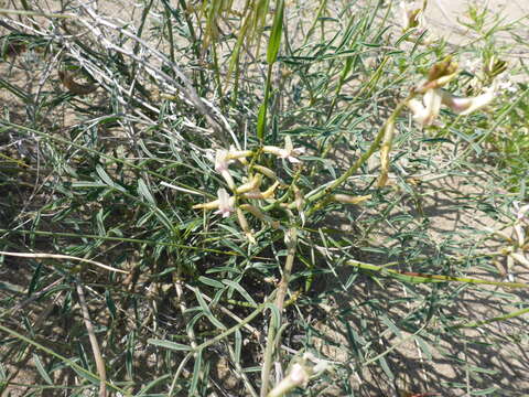 Imagem de Astragalus sclerocarpus A. Gray