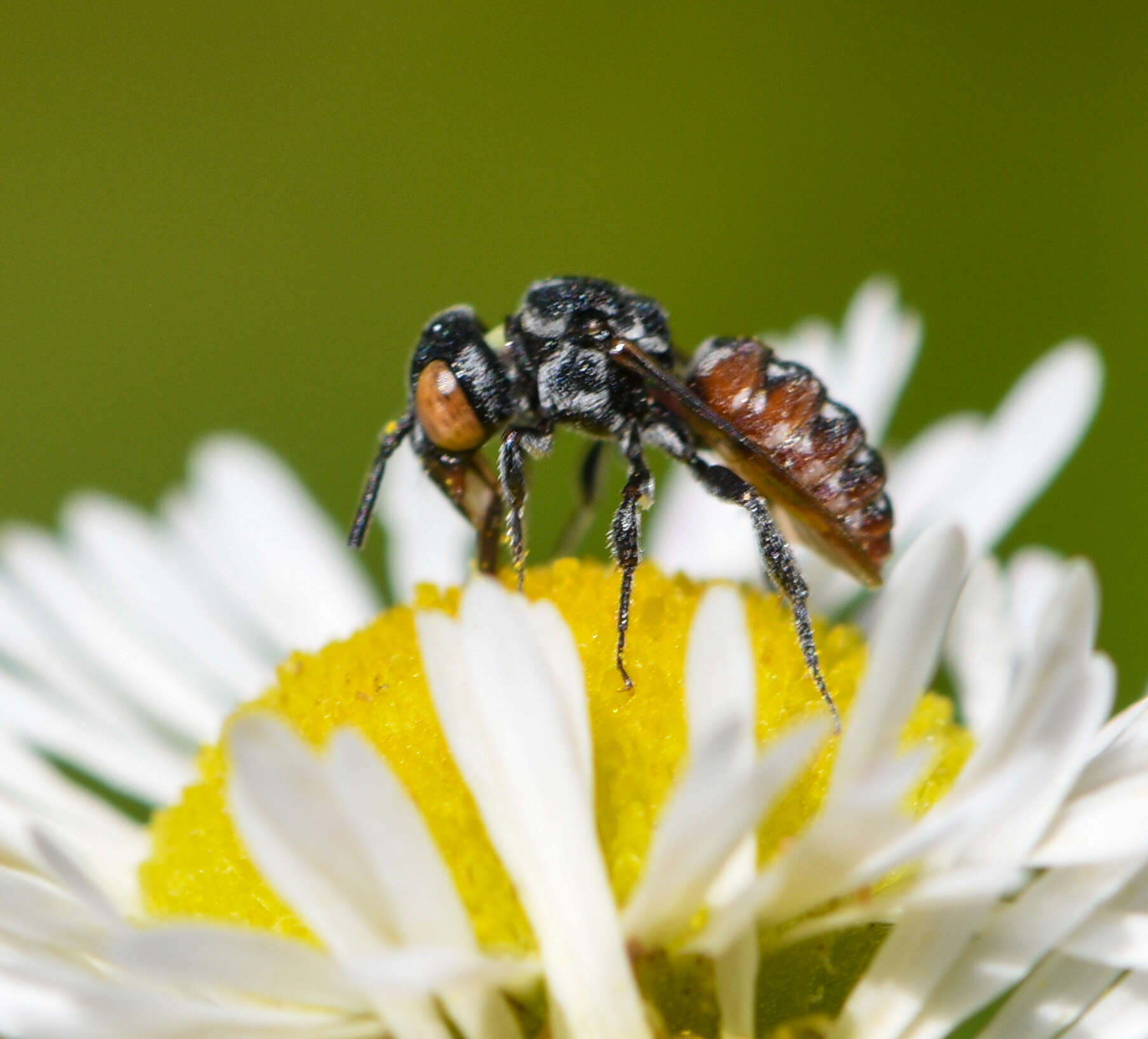 Image of Holcopasites calliopsidis calliopsidis (Linsley 1943)