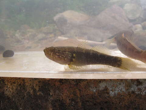 Image of Spine-cheek gudgeon