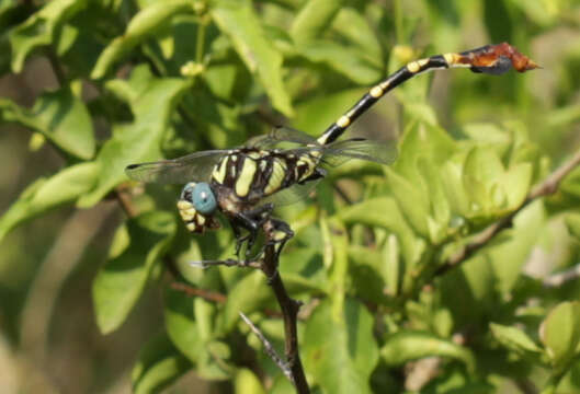 صورة Phyllogomphus selysi Schouteden 1933