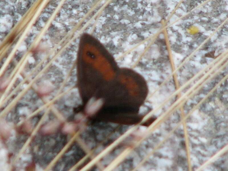 Image of Erebia rhodopensis Elwes 1900