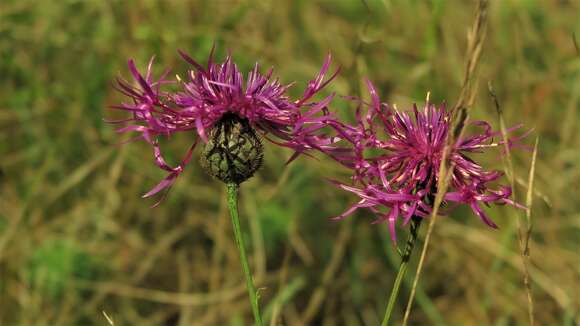 Centaurea scabiosa subsp. scabiosa的圖片