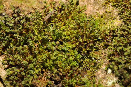 Image of Wideleaf Tortula Moss