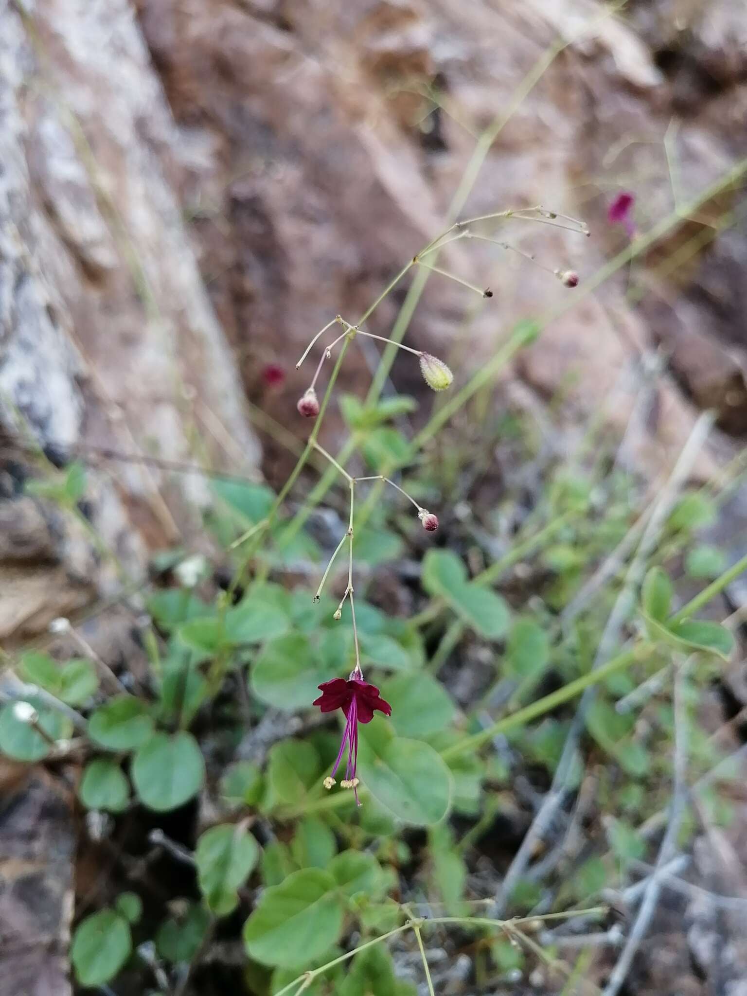 Imagem de Boerhavia gracillima Heimerl