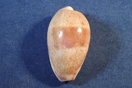 Image of Walker's Cowry