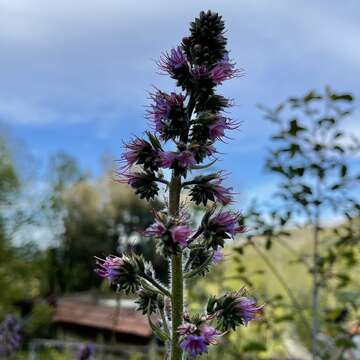 Image of violet-vein viper's bugloss