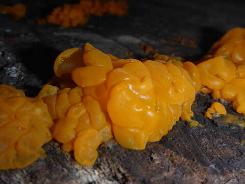 Image of Orange jelly spot