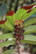 Image of Columnea medicinalis (Wiehler) L. E. Skog & L. P. Kvist