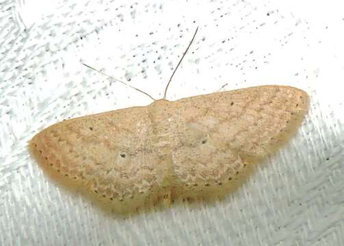 Image of Scopula hypochra Meyrick 1888