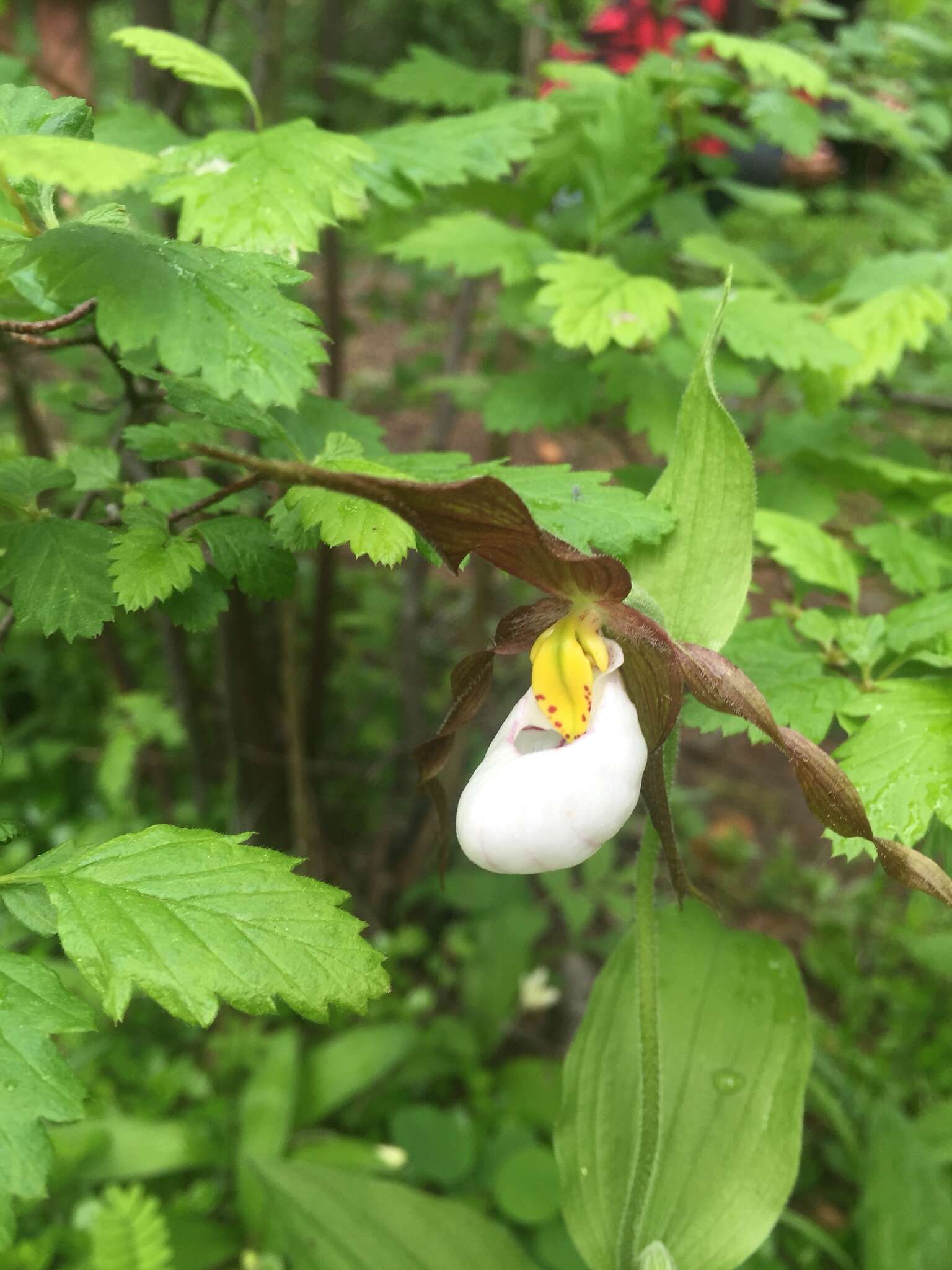 Imagem de Cypripedium montanum Douglas ex Lindl.