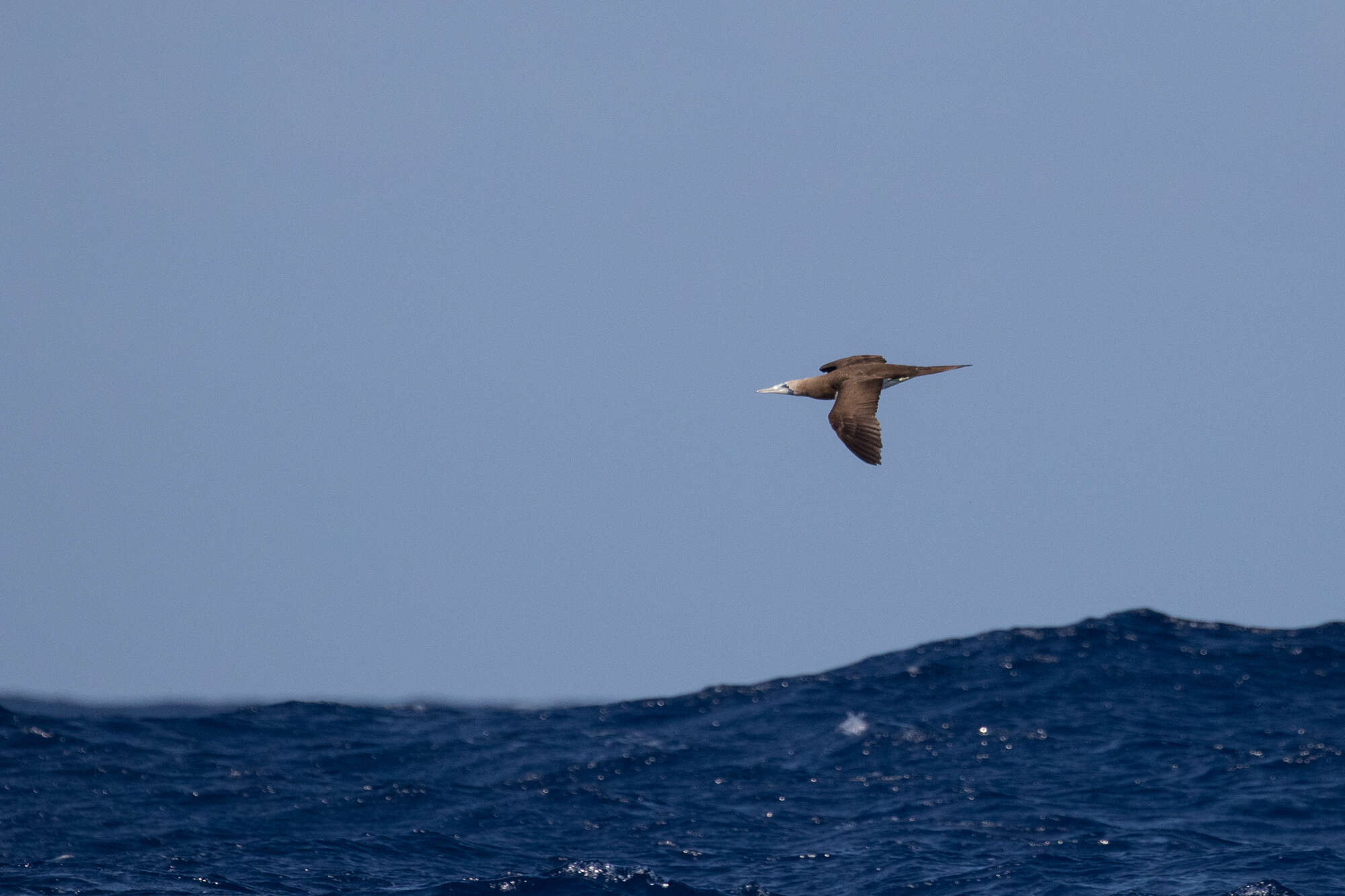 Image of Brewster's Brown Booby