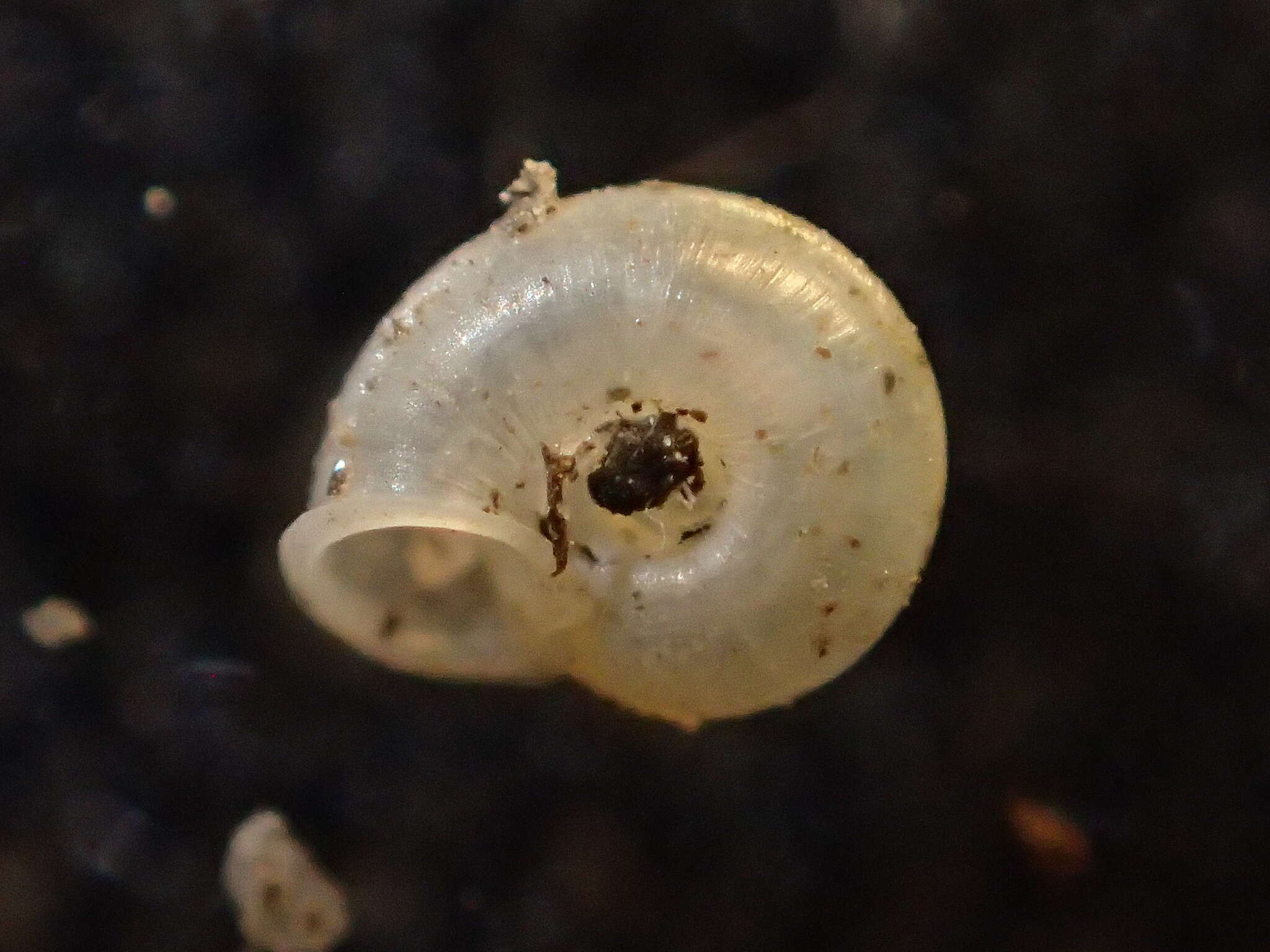 Image of eccentric grass snail