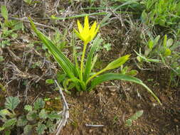 Image of Autumn star