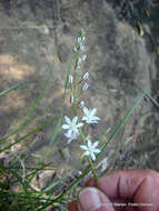 Image of Drimia calcarata (Baker) Stedje