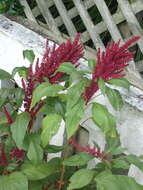 Amaranthus cruentus L. resmi