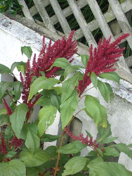 Imagem de Amaranthus cruentus L.