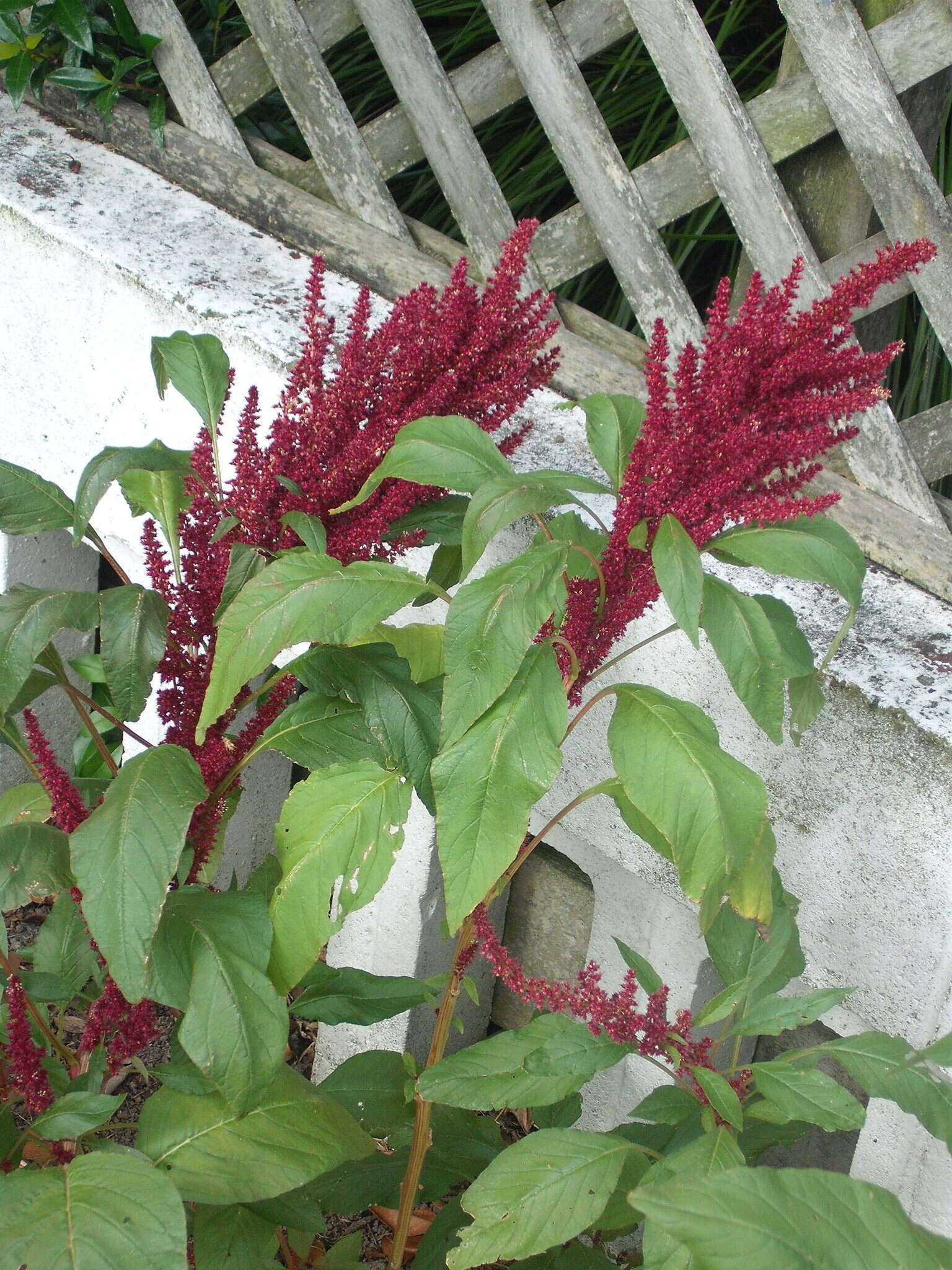 Amaranthus cruentus L. resmi