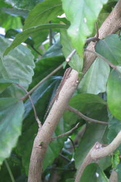 Image of Common Smooth-Scaled Gecko