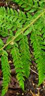 Image of Dudley's swordfern