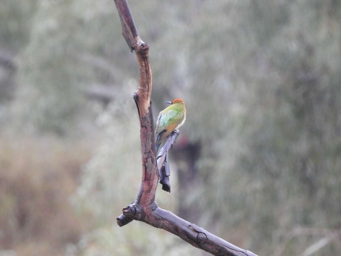 Image of Rainbow Bee-eater