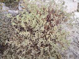 Image of Cistus parviflorus Lam.