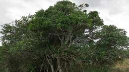Image of Bush Maerua