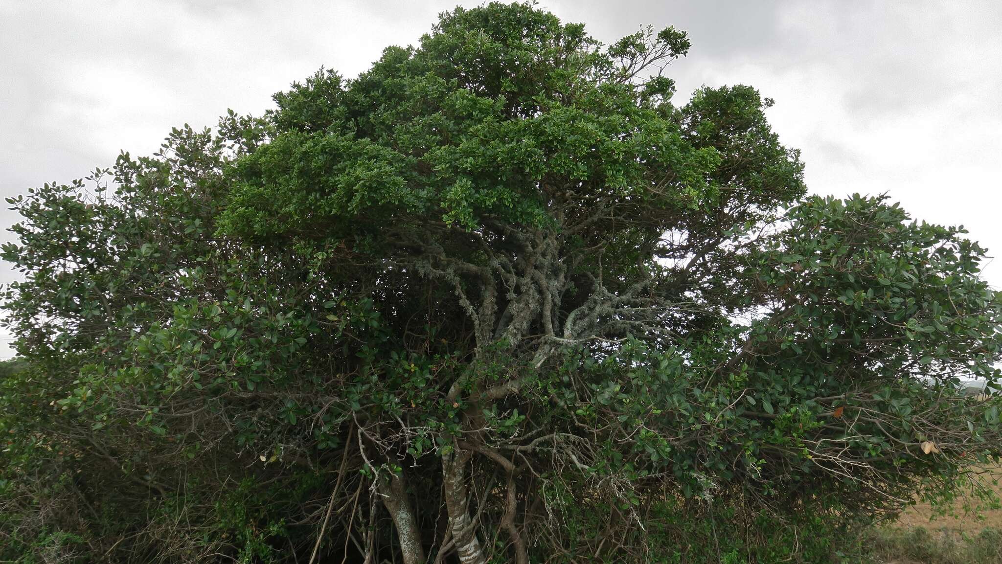 Image of Bush Maerua