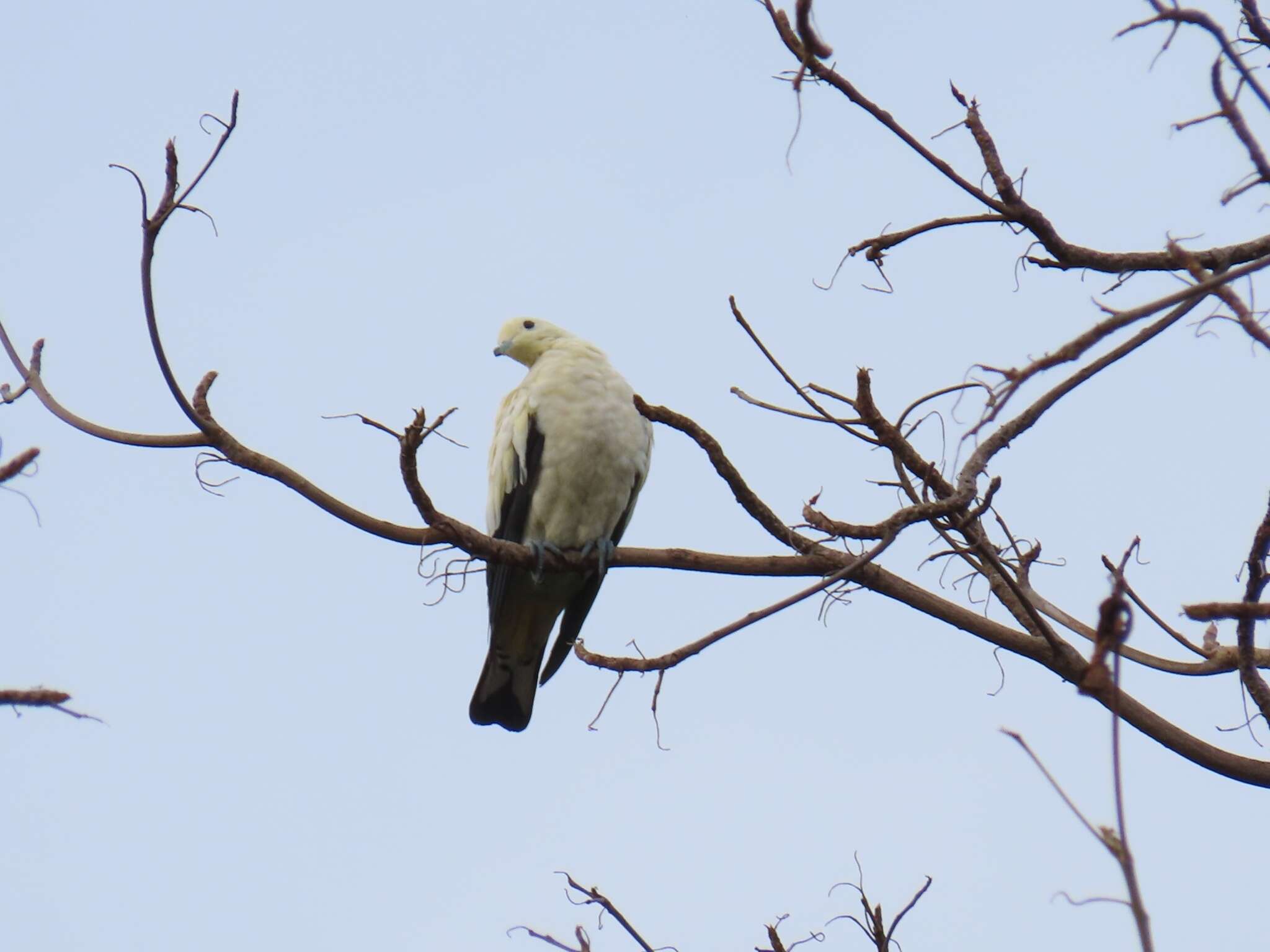 Image of Pied Imperial Pigeon