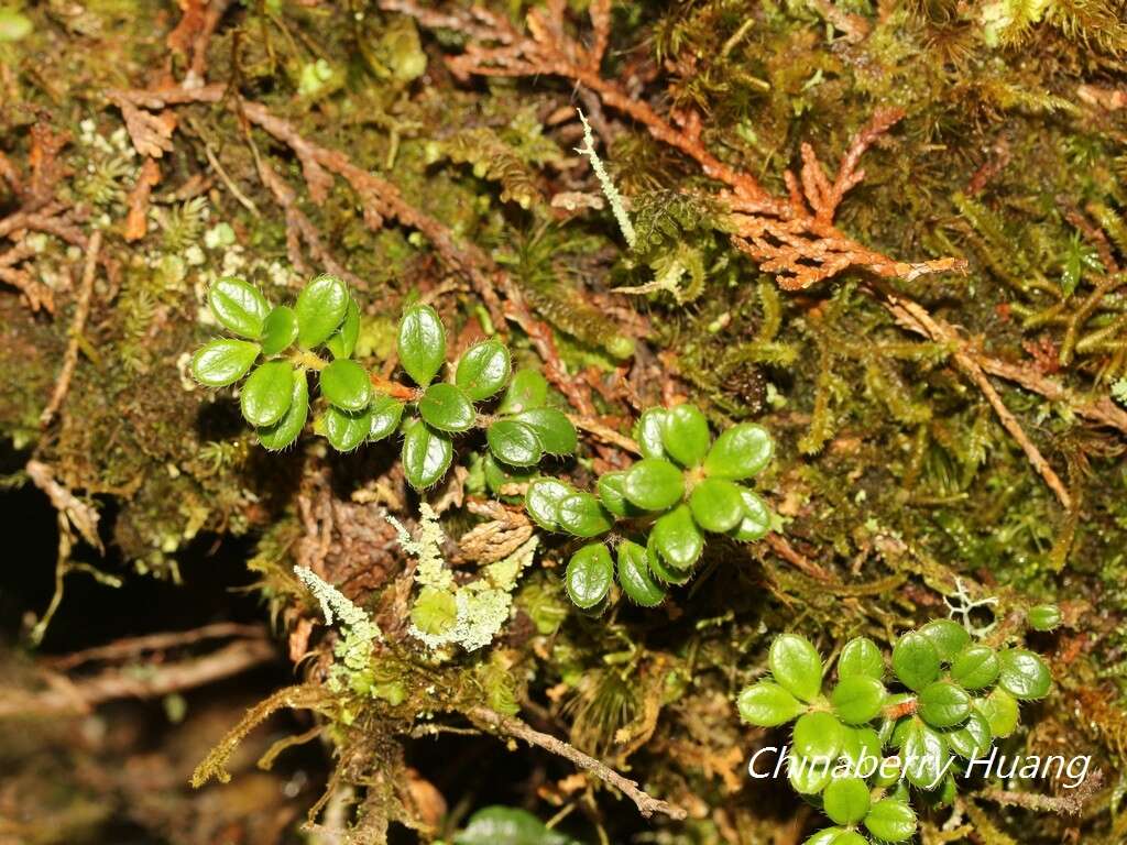 Image of Vaccinium delavayi subsp. merrillianum (Hayata) R. C. Fang