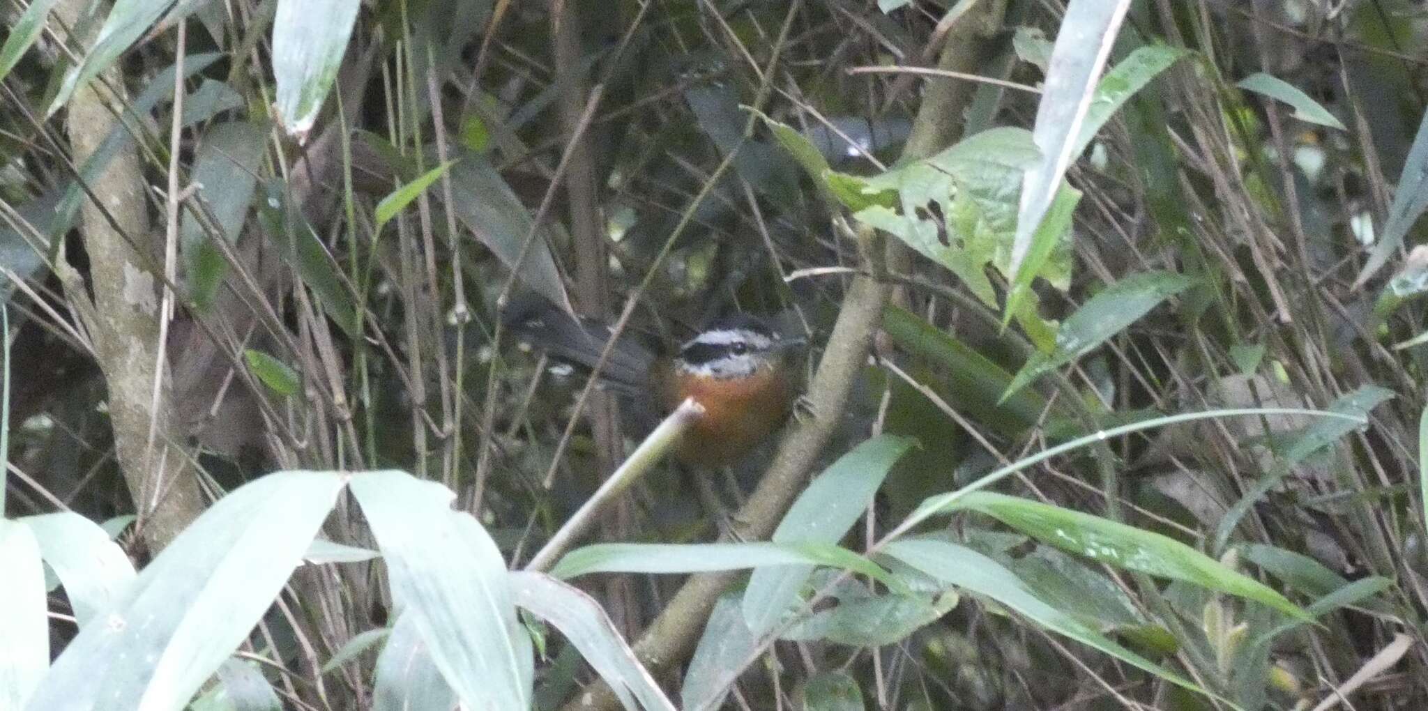 Image of Bertoni's Antbird