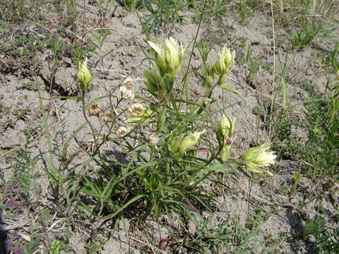 Image of Castilleja pallida var. hyparctica (Rebrist.) J. M. Egger