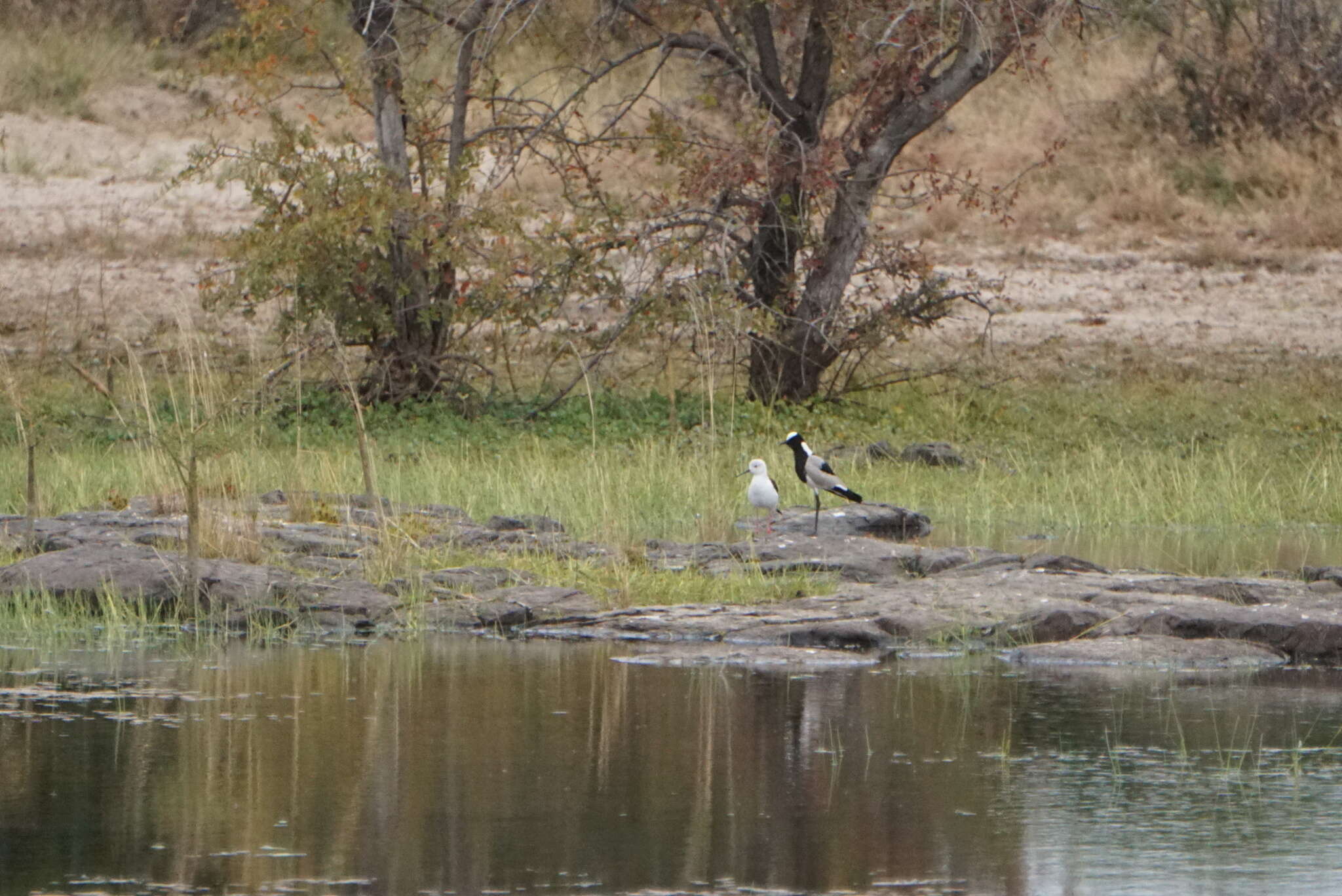 Image of Blacksmith Lapwing