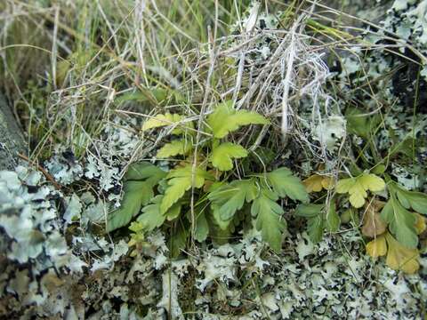 Image of Asplenium haurakiense (Brownsey) Ogle