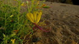 Image of Cleome foliosa DC.