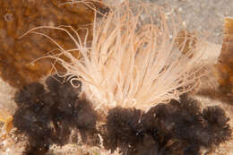 Image of Brown whirl tubeworm