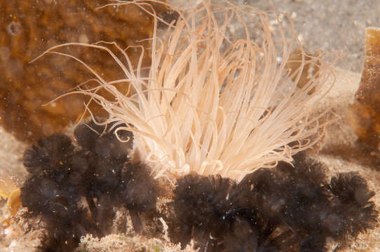 Image of Brown whirl tubeworm