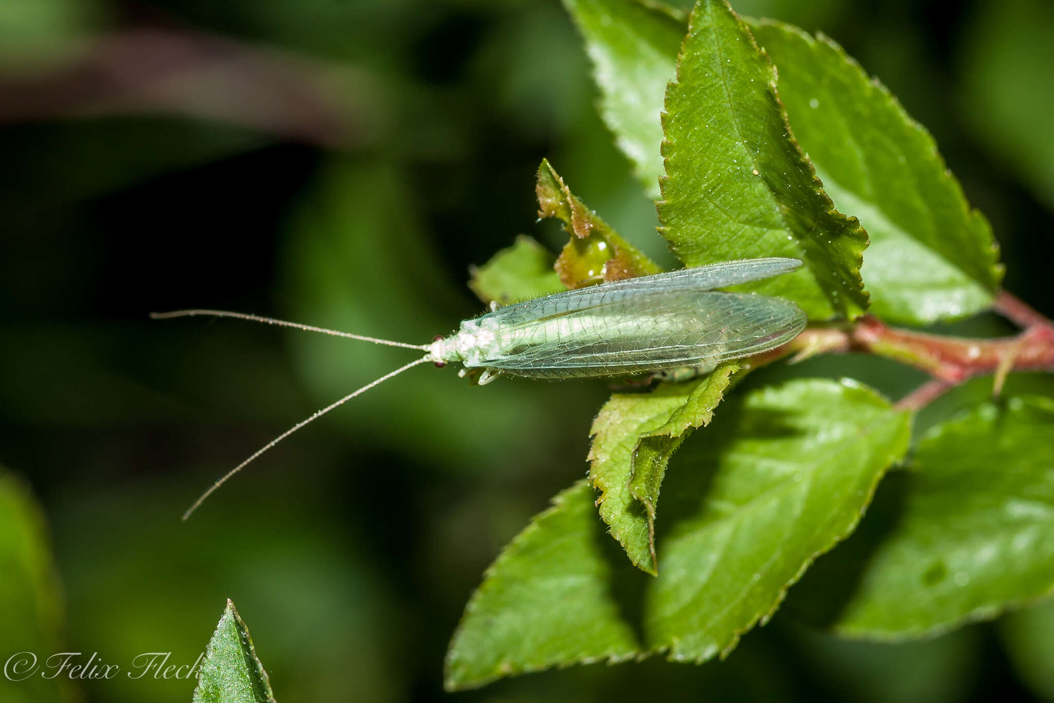 Image of Chrysopidia