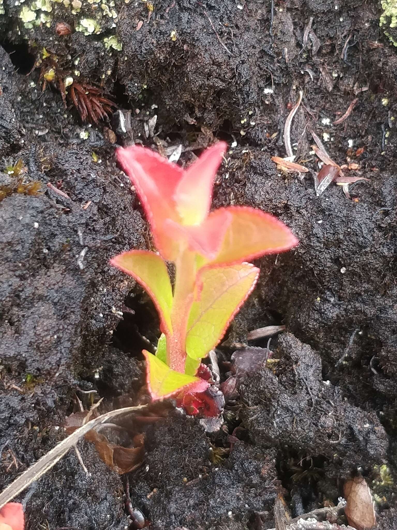 Sivun Vaccinium padifolium J. E. Sm. kuva